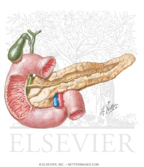 Watermarked preview of unlabeled image: Pancreas In Situ