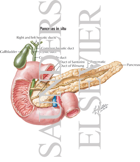 Watermarked preview of labeled image: Pancreas In Situ