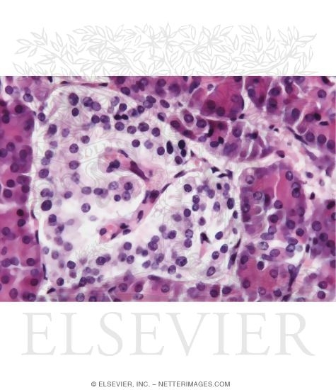 Watermarked preview of unlabeled image: Light Micrograph of the Pancreas