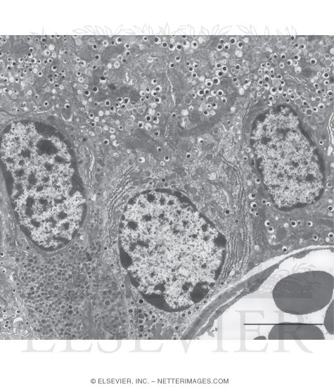 Watermarked preview of unlabeled image: Survey Electron Micrograph of a Mouse Pancreatic Islet