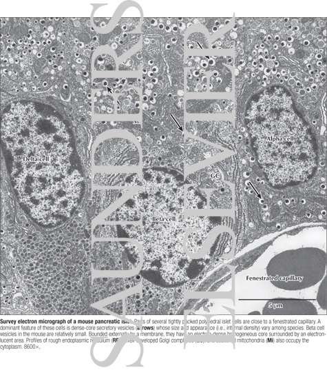 Watermarked preview of labeled image: Survey Electron Micrograph of a Mouse Pancreatic Islet