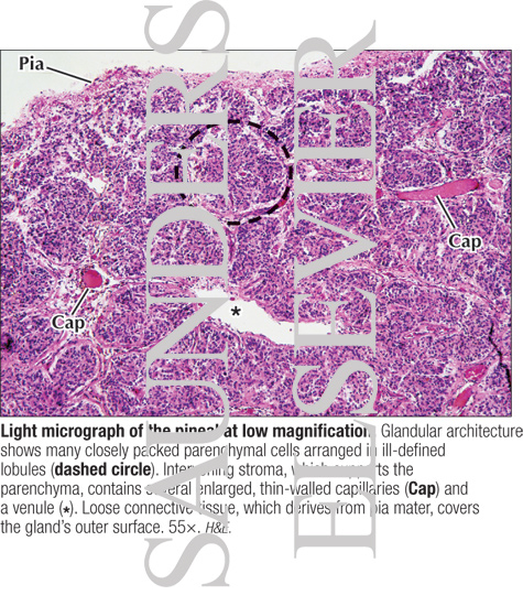 Watermarked preview of labeled image: Light Micrograph of the Pineal at Low Magnification