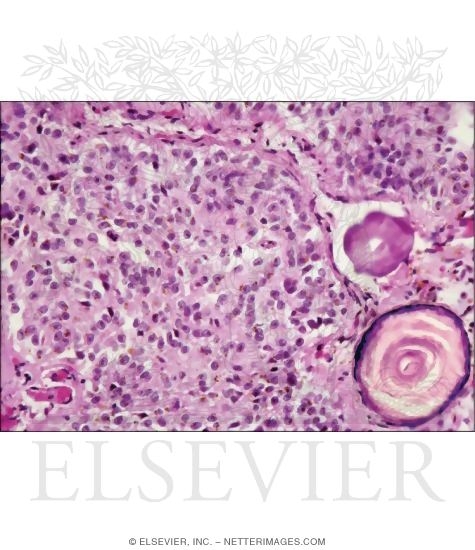 Light Microscope of the Pineal at Higher Magnification