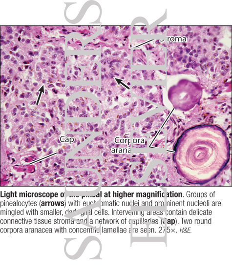 Watermarked preview of labeled image: Light Microscope of the Pineal at Higher Magnification