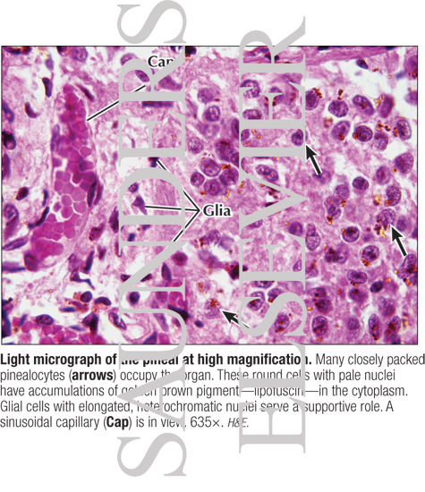 Light Micrograph of the Pineal at High Magnification