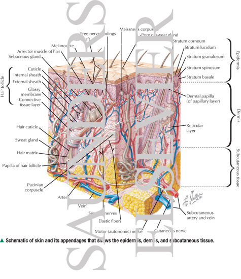 Cross Section of Skin