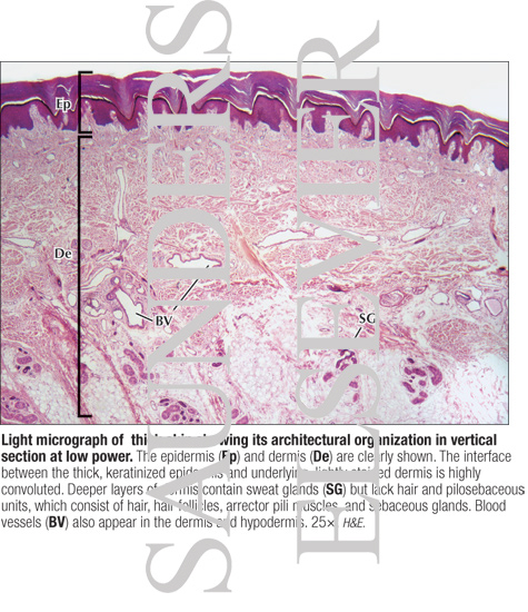 Watermarked preview of labeled image: Light Micrograph of Thick Skin Showing Its Architectural Organization In Vertical Section at Low Power