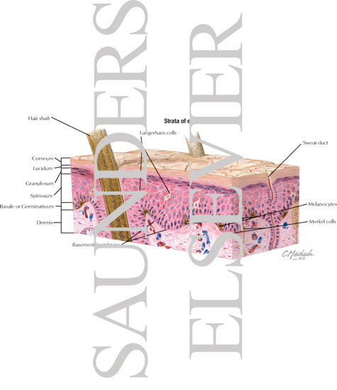Strata of Epidermis