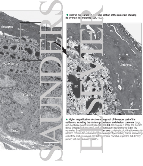 Electron Micrograph of a Vertical Section of the Epidermis Showing Its Layers at Low Magnification And Higher Magnification Electron Micrograph of the Upper Part of the
epidermis, Including the Stratum Granulosum and Stratum Corneum
