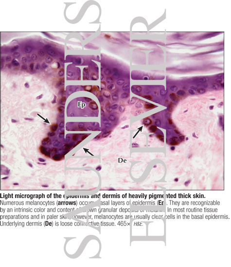 Watermarked preview of labeled image: Light Micrograph of the Epidermis and Dermis of Heavily Pigmented Thick Skin