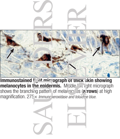 Immunostained Light Micrograph of Thick Skin Showing Melanocytes In the Epidermis