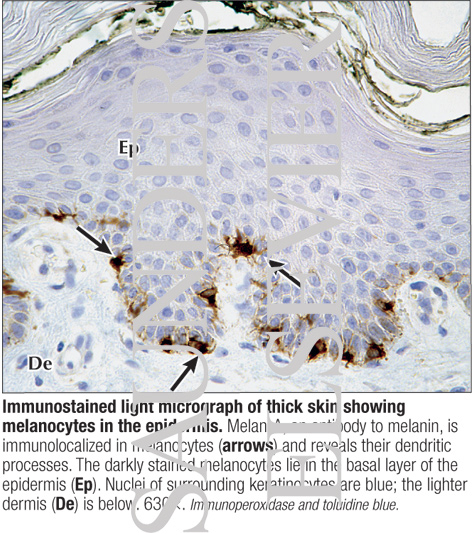 Watermarked preview of labeled image: Immunostained Light Micrograph of Thick Skin Showing Melanocytes In the Epidermis