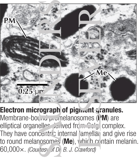 Electron Micrograph of Pigment Granules