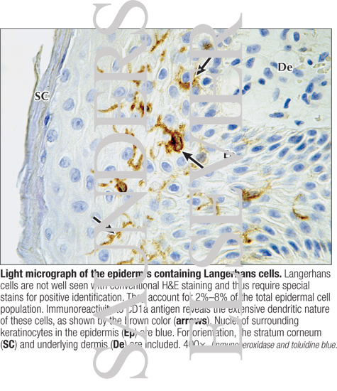 Light Micrograph of the Epidermis Containing Langerhans Cells