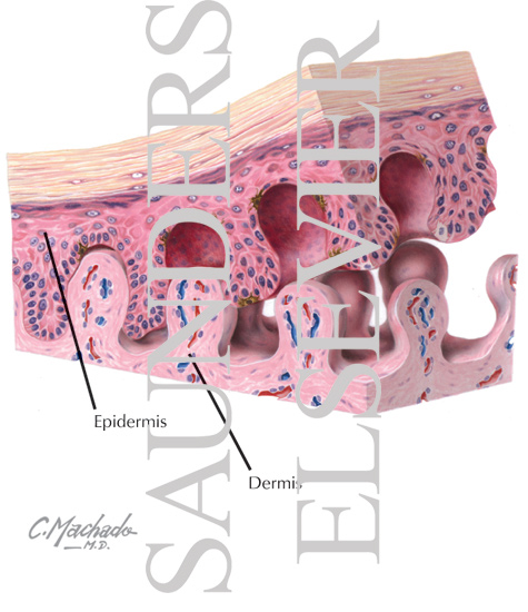Epidermis and Dermis