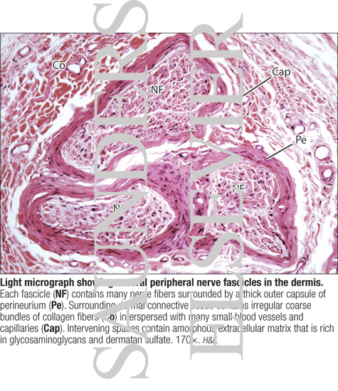 ... Micrograph ...