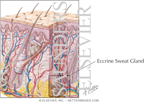 eccrine