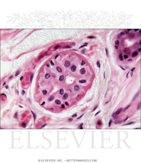 Higher Magnification Light Micrograph Showing Details of an Eccrine Sweat Gland