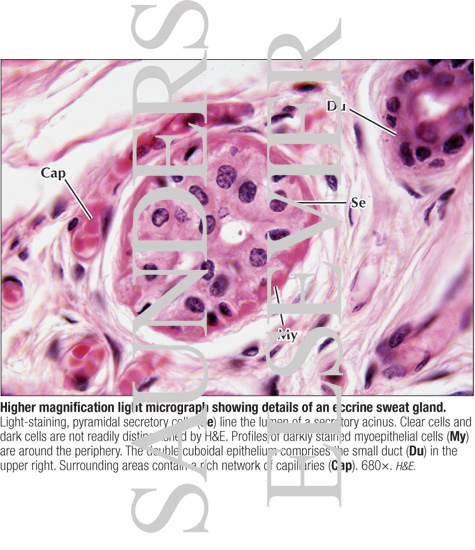 Higher Magnification Light Micrograph Showing Details of an Eccrine Sweat Gland