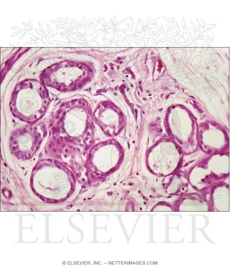 Higher Magnification Light Micrograph of the Secretory Part of an Apocrine Sweat Gland