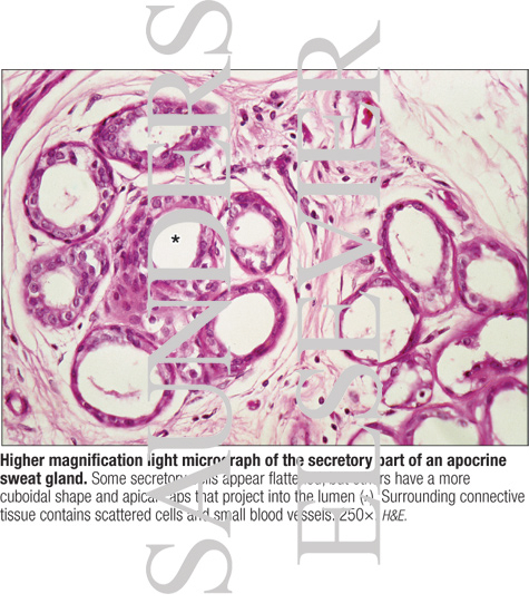 Higher Magnification Light Micrograph of the Secretory Part of an Apocrine Sweat Gland