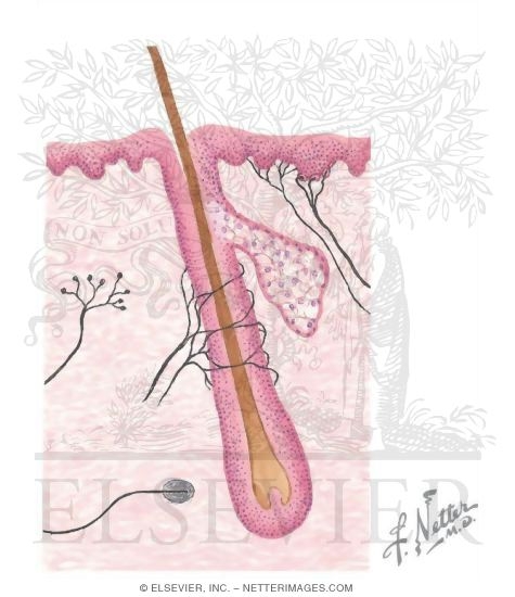 Schematic of a Pilosebaceous Unit and Innervation of Skin