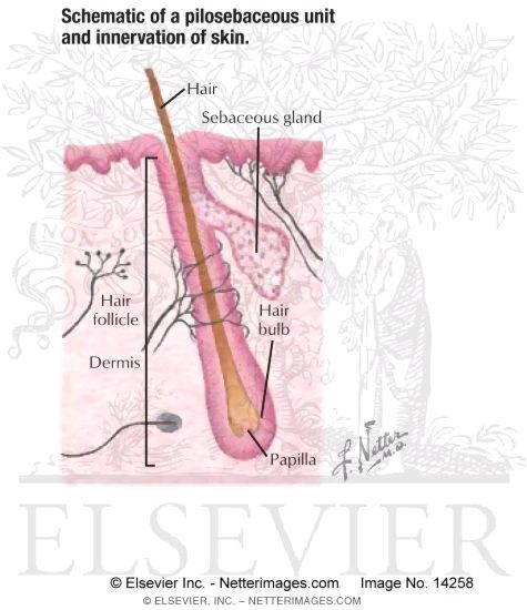 Watermarked preview of labeled image: Schematic of a Pilosebaceous Unit and Innervation of Skin