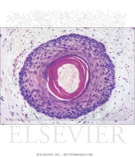 Watermarked preview of unlabeled image: Light Micrograph of a Hair and Its Follicle Near the Epidermis In Transverse Section