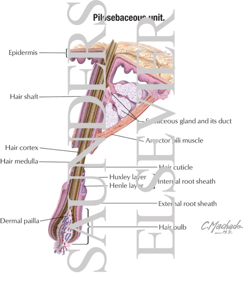 Pilosebaceous Unit