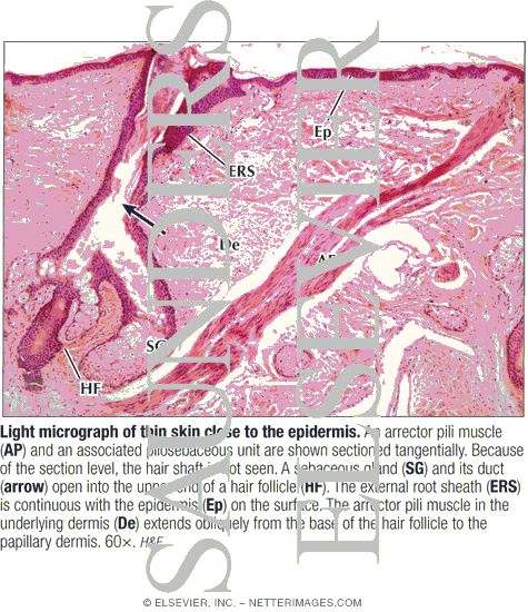 Light Micrograph of Thin Skin Close to the Epidermis