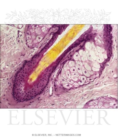 Watermarked preview of unlabeled image: Light Micrograph of a Pilosebaceous Unit