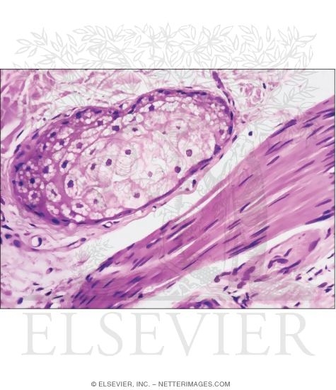 Light Micrograph of a Sebaceous Gland and an Arrector Pili Muscle In the Dermis
