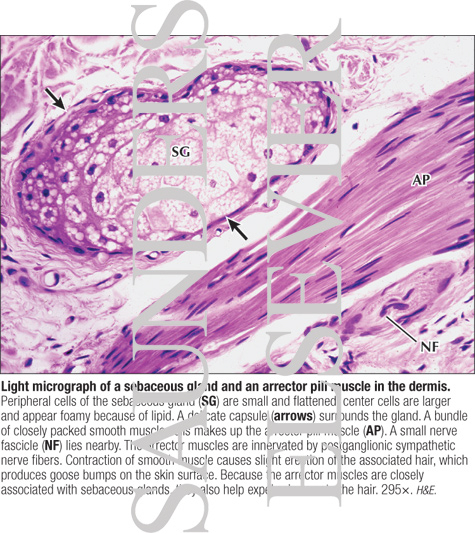 Light Micrograph of a Sebaceous Gland and an Arrector Pili Muscle In ...