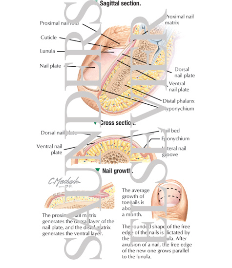 Nail Structure Diagram Diagram | Quizlet