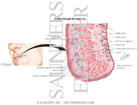Section Through the Upper Lip