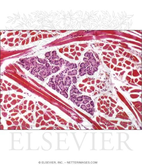 Watermarked preview of unlabeled image: Light Micrograph of Part of the Cheek