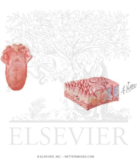 Dorsum of the Tongue With Schematic Stereogram and Light Micrograph of the Dorsal Surface of the Tongue