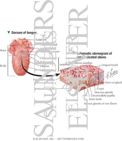 Dorsum of the Tongue With Schematic Stereogram and Light Micrograph of the Dorsal Surface of the Tongue