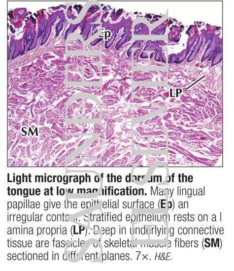 Light Micrograph of the Dorsum of the Tongue at Low Magnification