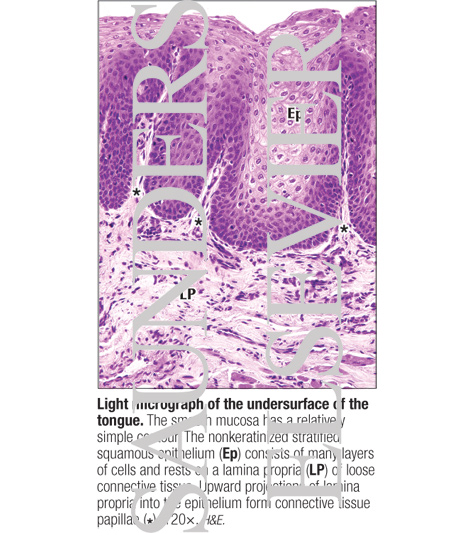 Watermarked preview of labeled image: Light Micrograph of the Undersurface of the Tongue