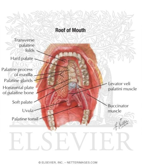 Parts of the Mouth  Saint Luke's Health System