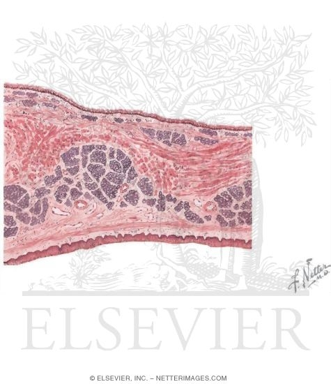 Section Through the Soft Palate With Light Micrograph of the Oral Surface of the Hard Palate