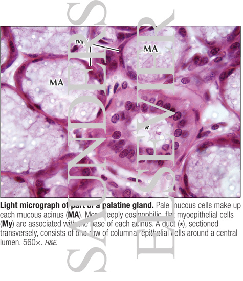 Watermarked preview of labeled image: Light Micrograph of Part of a Palatine Gland