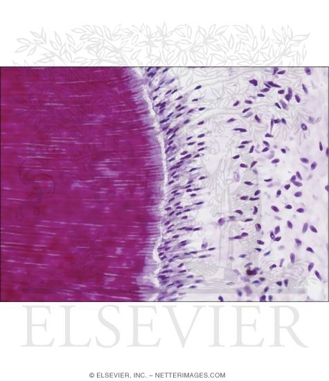 Watermarked preview of unlabeled image: Light Micrograph of Part of a Developing Tooth Showing Details of Dentin