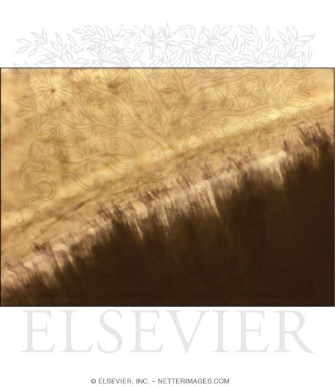 Watermarked preview of unlabeled image: Part of a Mature Human Tooth