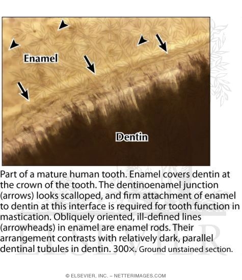 Part of a Mature Human Tooth