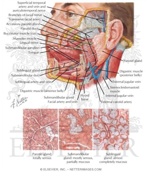 Watermarked preview of labeled image: Salivary Glands