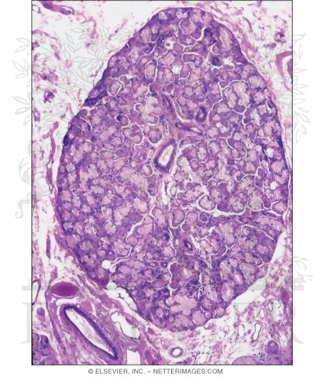 Watermarked preview of unlabeled image: Light Micrograph of a Lobule of a Sublingual Gland