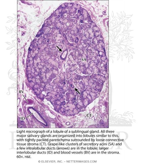 Watermarked preview of labeled image: Light Micrograph of a Lobule of a Sublingual Gland