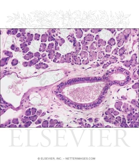 Watermarked preview of unlabeled image: Light Micrograph of a Parotid Gland